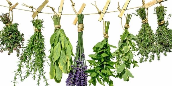 Κάτι παραπάνω από γεύση: Η θεραπευτική δύναμη της ελληνικής φύσης.